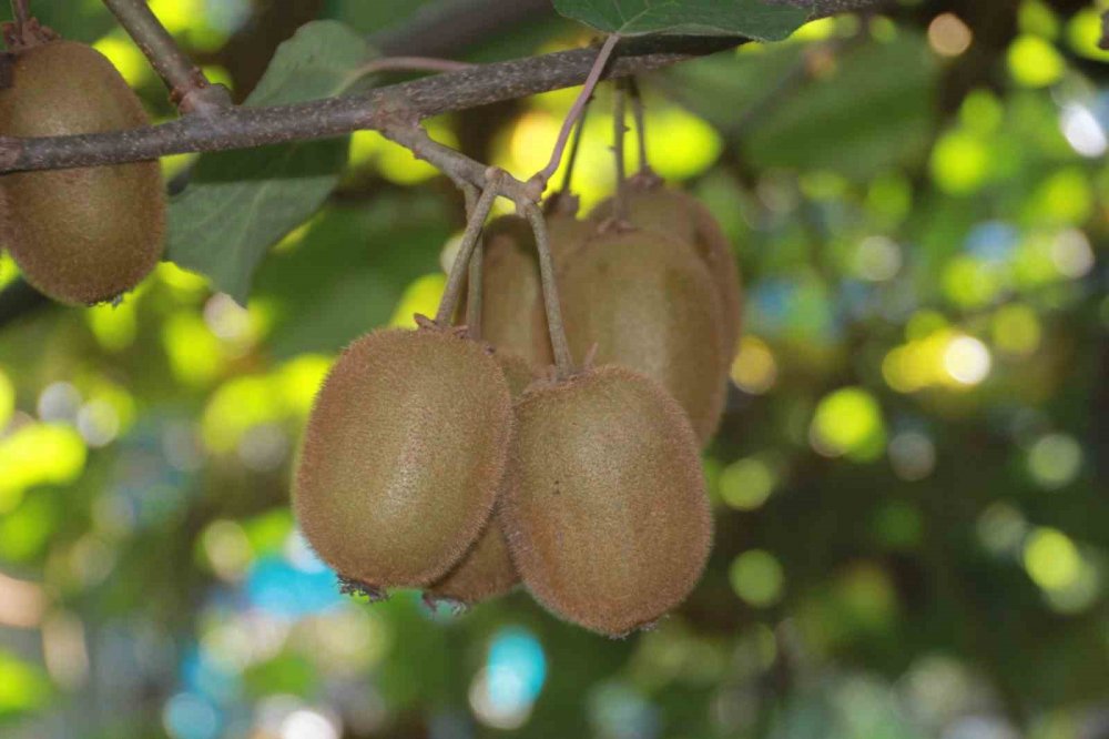 Ordu Kivisinde Rekolte Hedefi 6 Bin 200 Ton: Ekonomiye Katkısı Yaklaşık 500 Milyon Tl