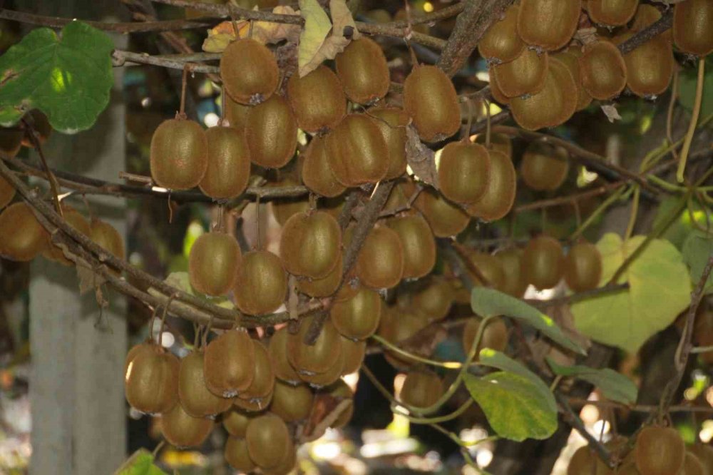 Ordu Kivisinde Rekolte Hedefi 6 Bin 200 Ton: Ekonomiye Katkısı Yaklaşık 500 Milyon Tl