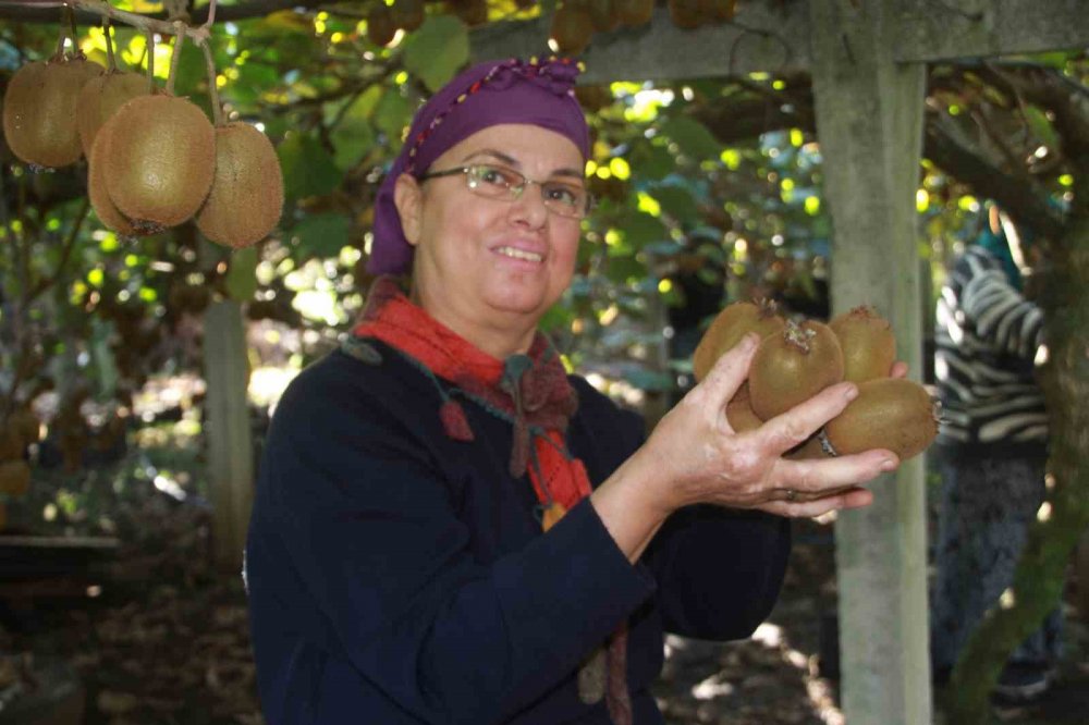 Ordu Kivisinde Rekolte Hedefi 6 Bin 200 Ton: Ekonomiye Katkısı Yaklaşık 500 Milyon Tl