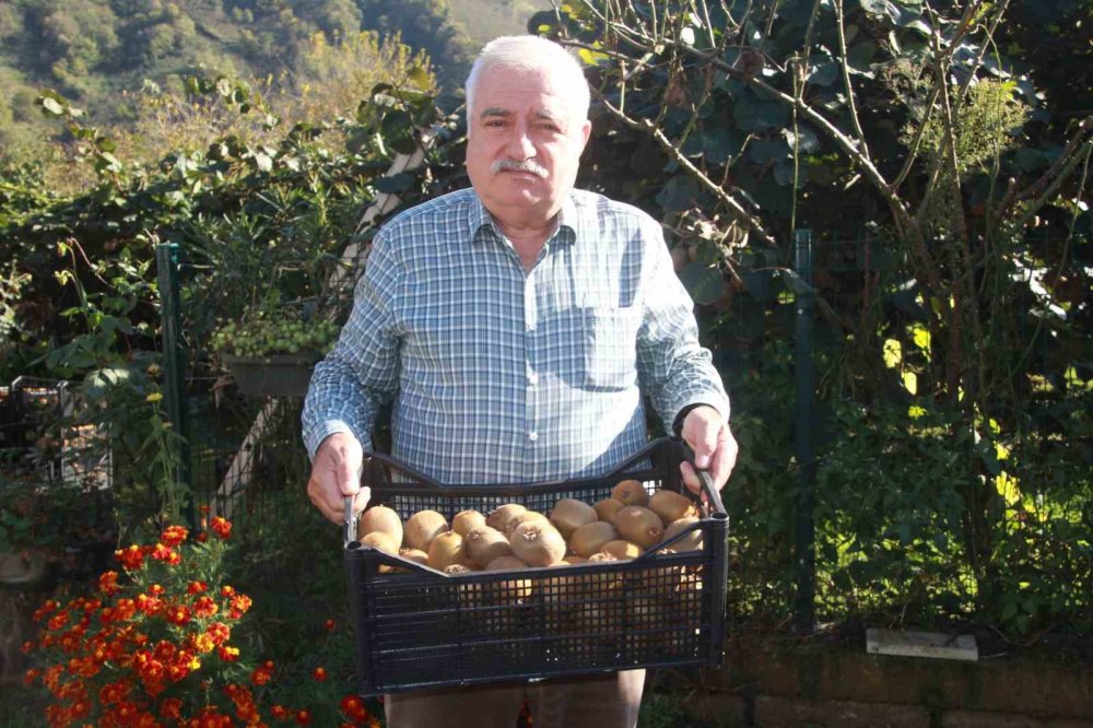 Ordu Kivisinde Rekolte Hedefi 6 Bin 200 Ton: Ekonomiye Katkısı Yaklaşık 500 Milyon Tl