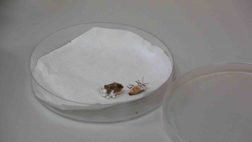 Kahverengi Kokarcaya Karşı Zehirli Mantarlarla Biyolojik Mücadele Yürütülecek