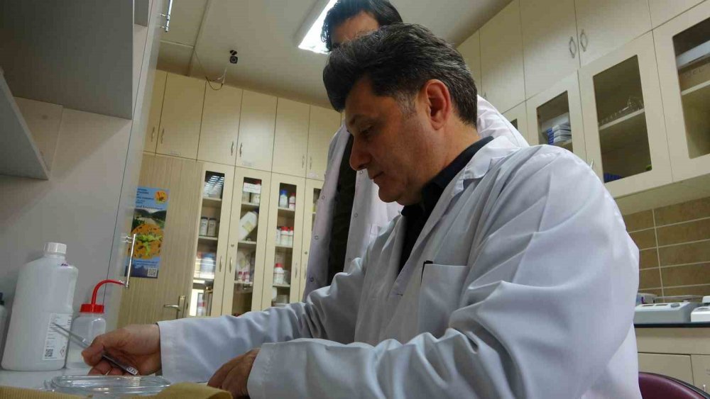 Kahverengi Kokarcaya Karşı Zehirli Mantarlarla Biyolojik Mücadele Yürütülecek