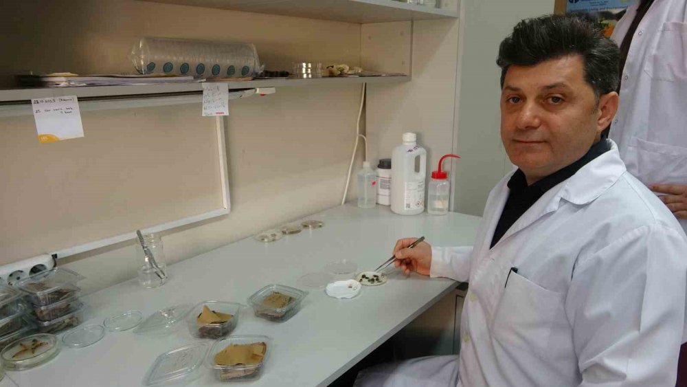 Kahverengi Kokarcaya Karşı Zehirli Mantarlarla Biyolojik Mücadele Yürütülecek