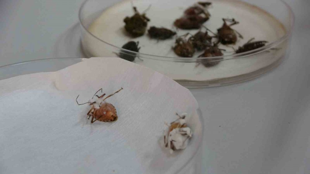 Kahverengi Kokarcaya Karşı Zehirli Mantarlarla Biyolojik Mücadele Yürütülecek