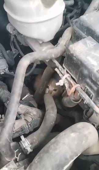 4 Yavru Kedinin Dolmuş Motorundaki Yolculuğu Hopa’da Son Buldu