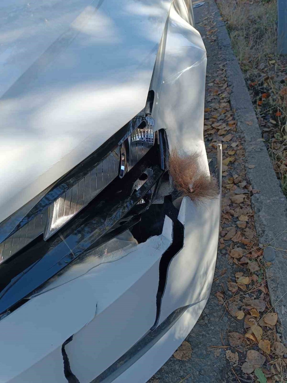 Otomobil Ayıya Çarptı