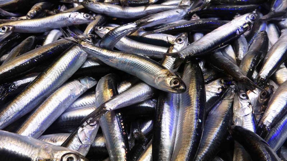 Karadeniz Son 35 Yılın En Bereketli Hamsi Sezonunu Yaşıyor