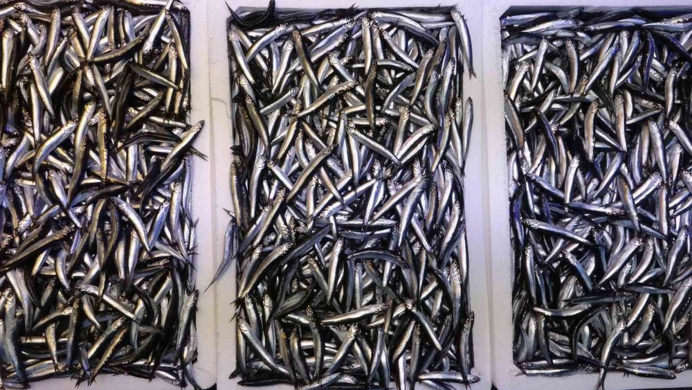 Karadeniz Son 35 Yılın En Bereketli Hamsi Sezonunu Yaşıyor