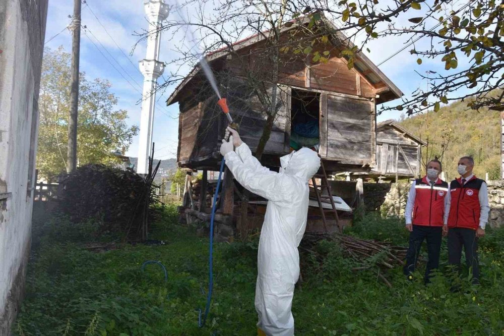 Ordu’da Kokarcaya Karşı 330 Bin Kışlak İlaçlanacak