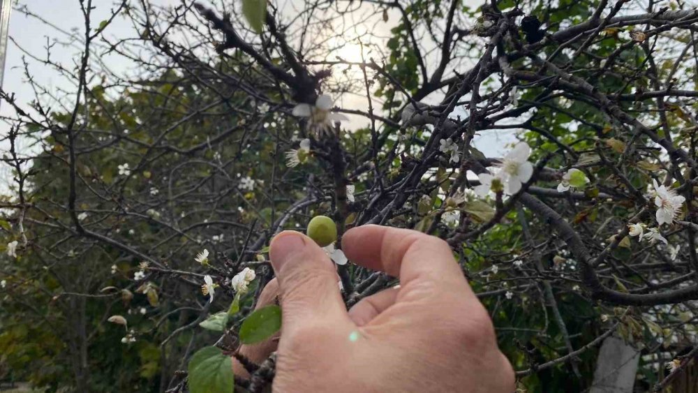 Erik Ağacı Kasım Ayında Çiçek Açıp Meyve Verdi