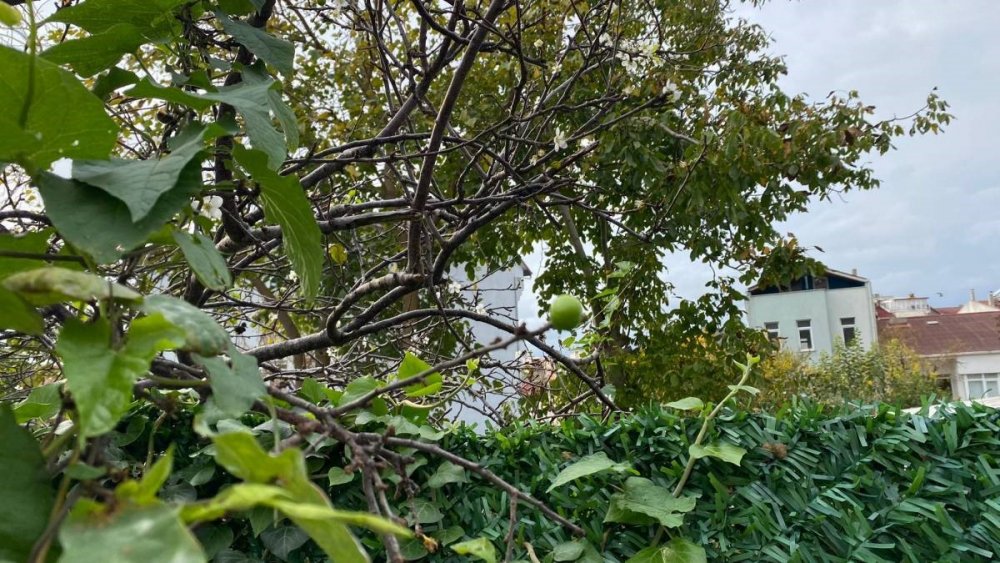 Erik Ağacı Kasım Ayında Çiçek Açıp Meyve Verdi