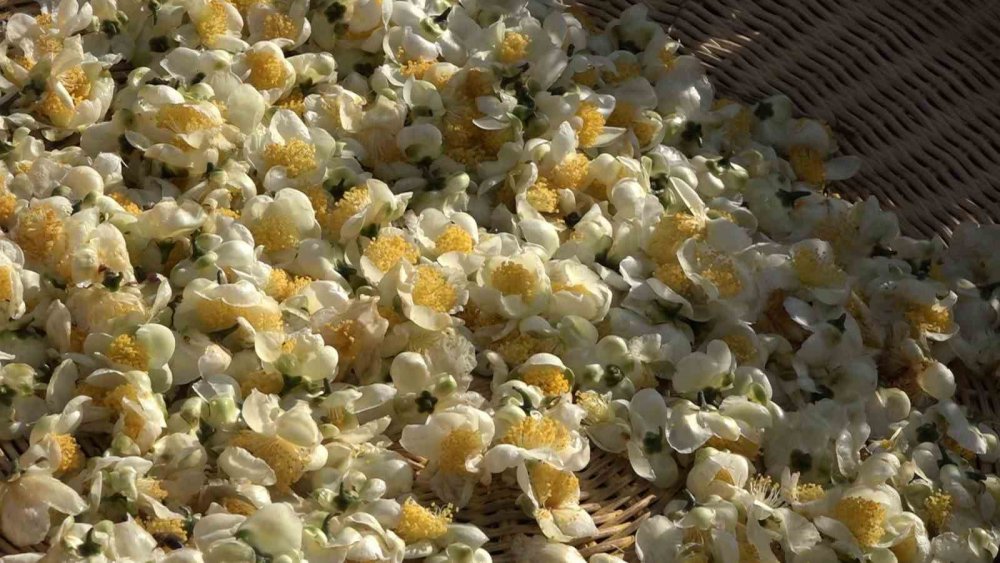 Doğu Karadeniz’de Çay Çiçeği Çayı İlgi Görüyor: Kilosu 6 Bin TL’den Satılıyor