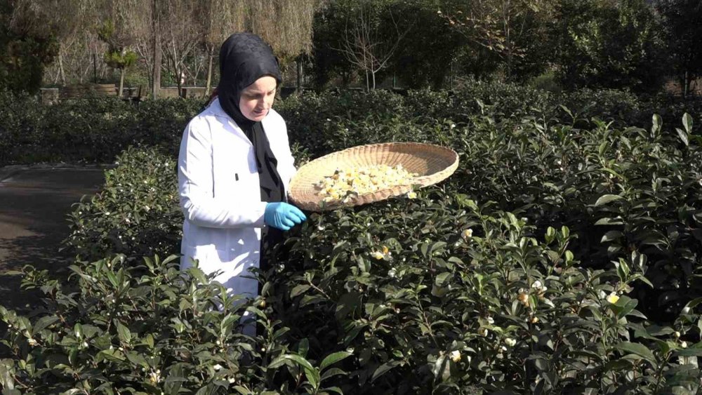 Doğu Karadeniz’de Çay Çiçeği Çayı İlgi Görüyor: Kilosu 6 Bin TL’den Satılıyor