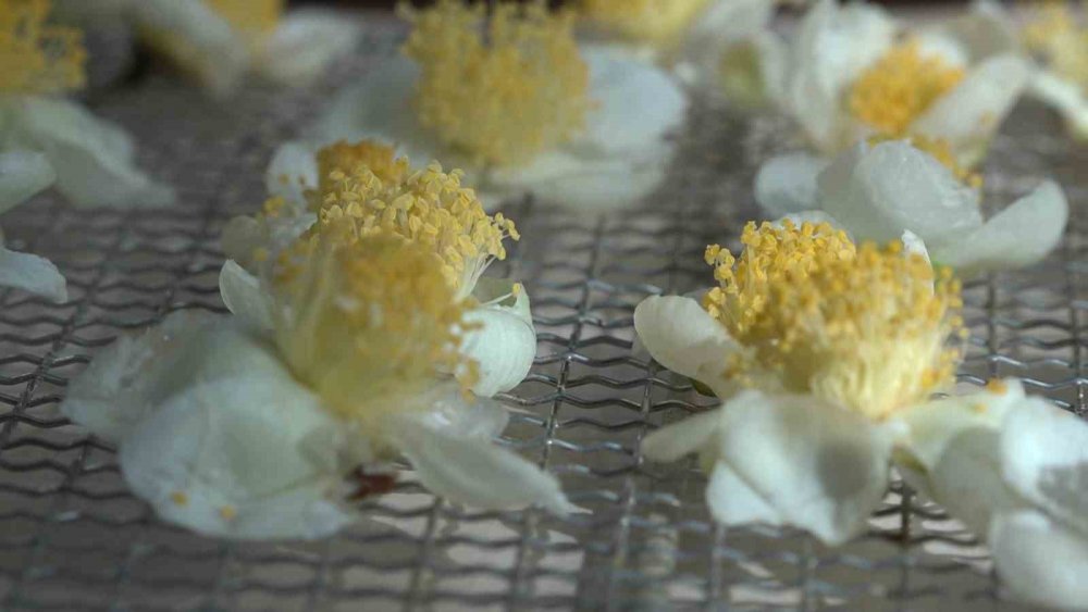 Doğu Karadeniz’de Çay Çiçeği Çayı İlgi Görüyor: Kilosu 6 Bin TL’den Satılıyor