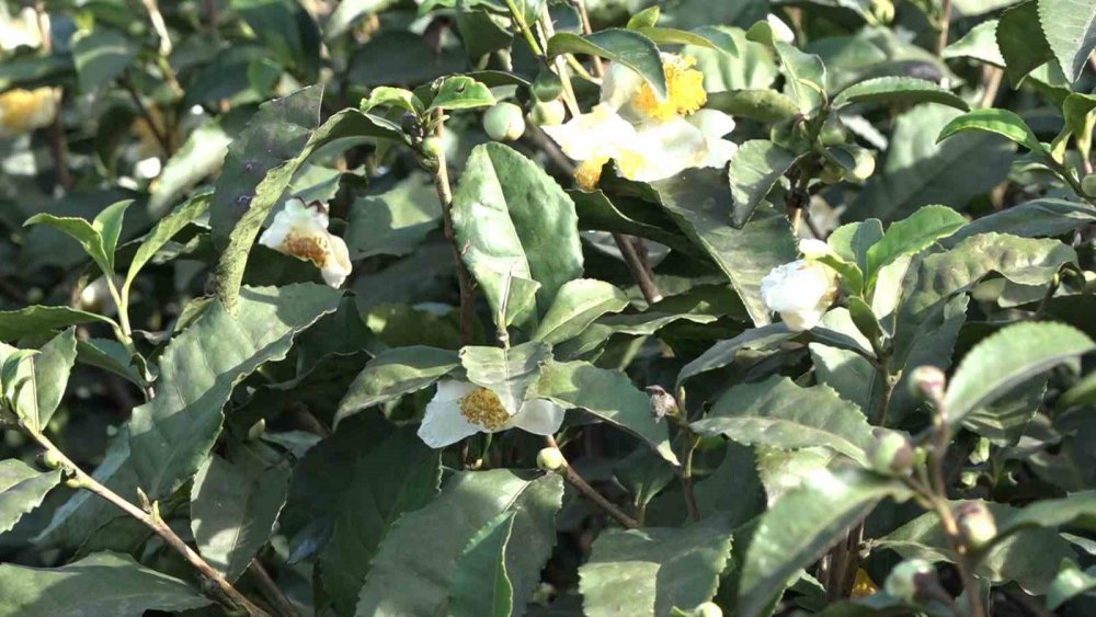 Doğu Karadeniz’de Çay Çiçeği Çayı İlgi Görüyor: Kilosu 6 Bin TL’den Satılıyor