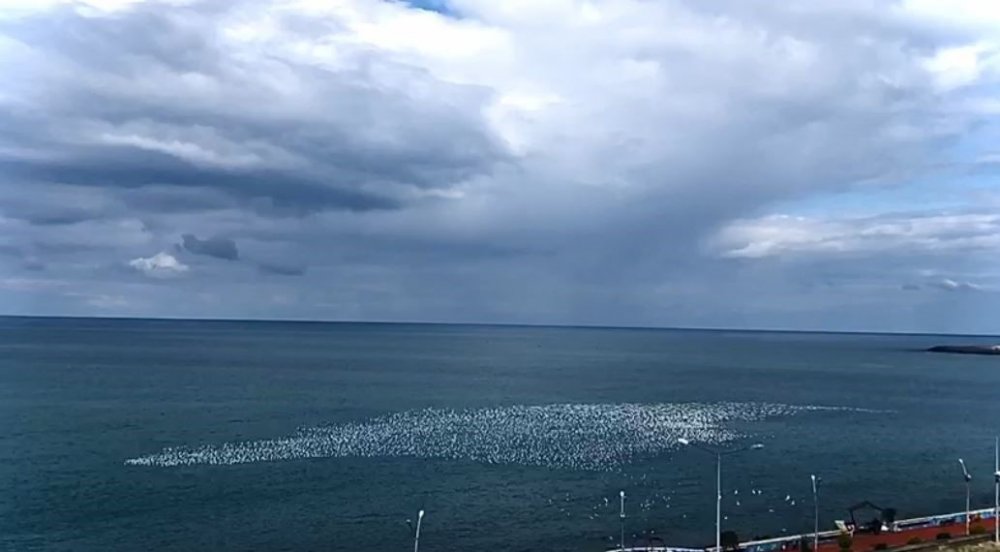 HOPA AÇIKLARINDA MARTILARIN TOPLU UÇUŞU GÖRSEL ŞÖLEN OLUŞTURDU