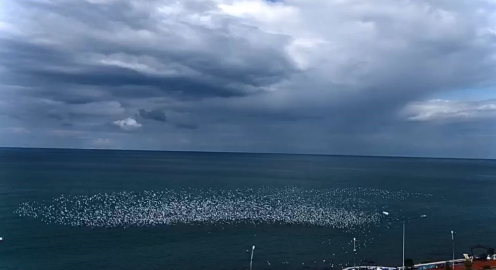 HOPA AÇIKLARINDA MARTILARIN TOPLU UÇUŞU GÖRSEL ŞÖLEN OLUŞTURDU