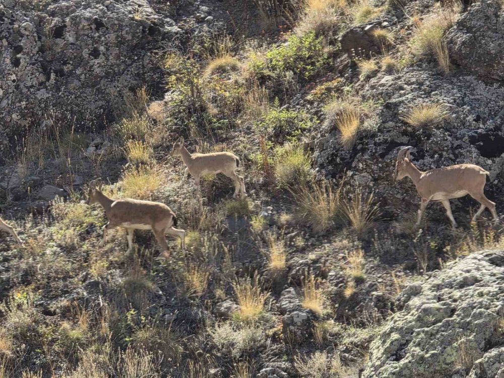 Bayburt’un Dağlarını Mesken Tutan Yaban Keçileri Vauk Dağı’nda Sürü Halinde Görüntülendi