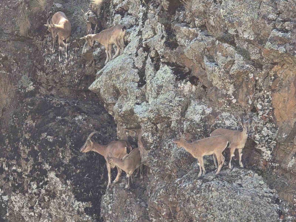Bayburt’un Dağlarını Mesken Tutan Yaban Keçileri Vauk Dağı’nda Sürü Halinde Görüntülendi