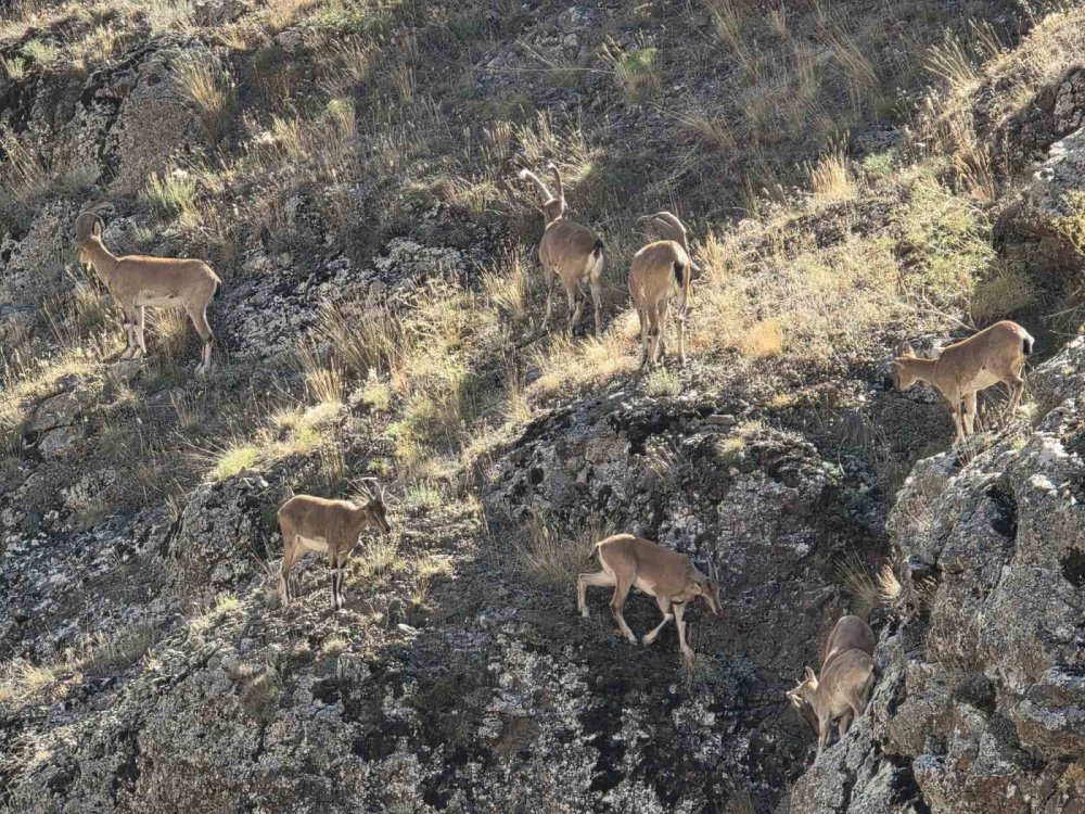 Bayburt’un Dağlarını Mesken Tutan Yaban Keçileri Vauk Dağı’nda Sürü Halinde Görüntülendi