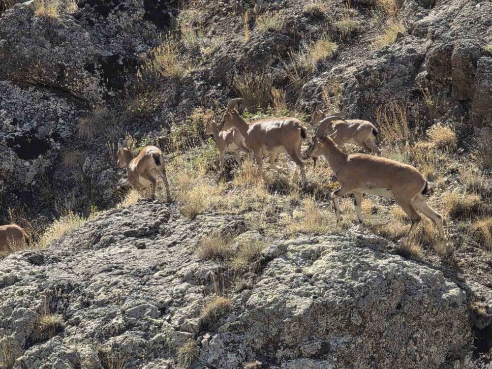 Bayburt’un Dağlarını Mesken Tutan Yaban Keçileri Vauk Dağı’nda Sürü Halinde Görüntülendi