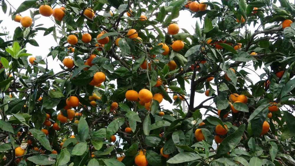 Ordu’da Narenciye Hasadı Başladı