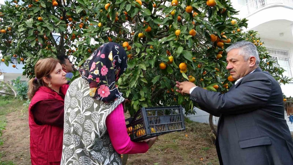 Ordu’da Narenciye Hasadı Başladı