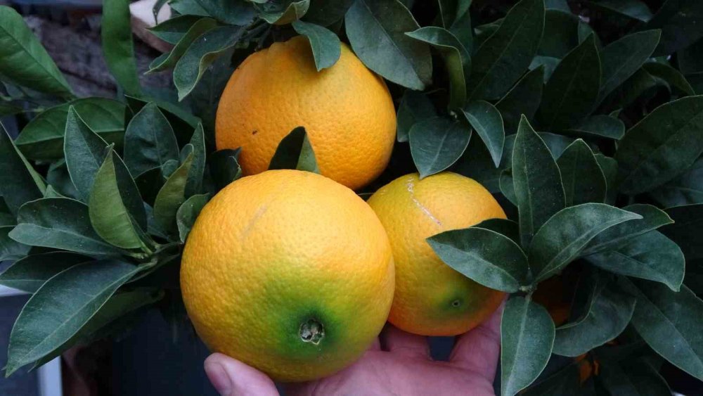 Ordu’da Narenciye Hasadı Başladı