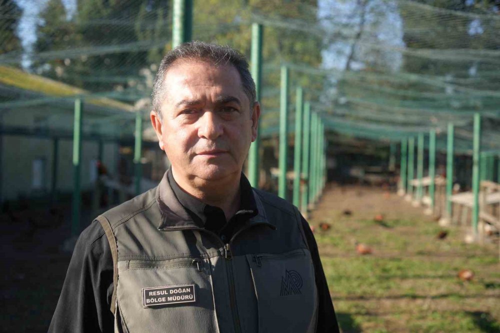 Kahverengi Kokarca Savaşçıları: 2025’te 3 Bin Sülün Doğaya Salındı