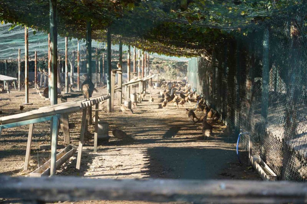 Kahverengi Kokarca Savaşçıları: 2025’te 3 Bin Sülün Doğaya Salındı