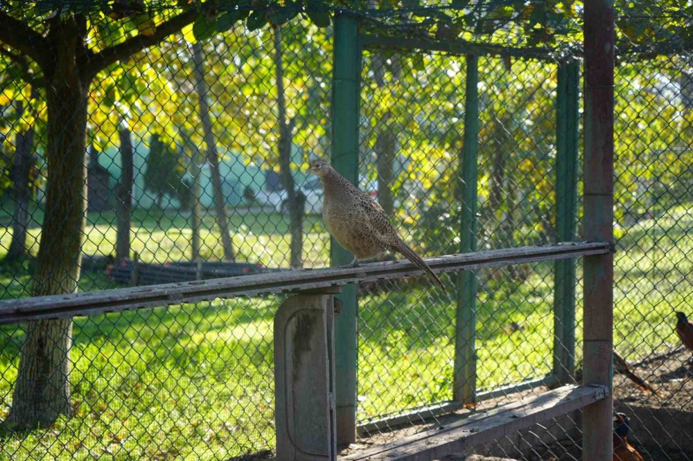 Kahverengi Kokarca Savaşçıları: 2025’te 3 Bin Sülün Doğaya Salındı