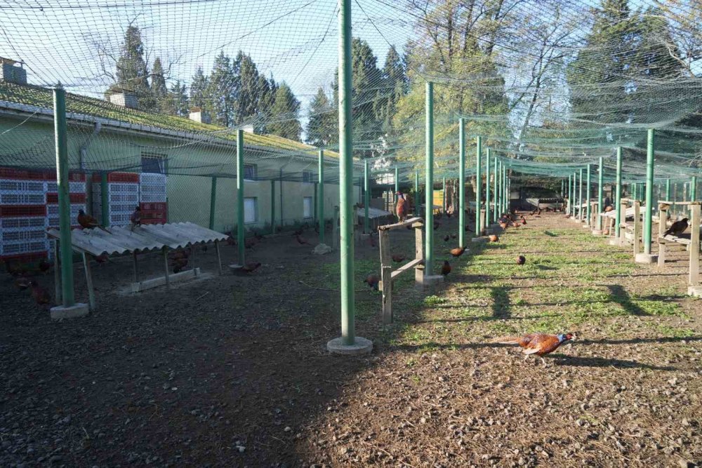 Kahverengi Kokarca Savaşçıları: 2025’te 3 Bin Sülün Doğaya Salındı