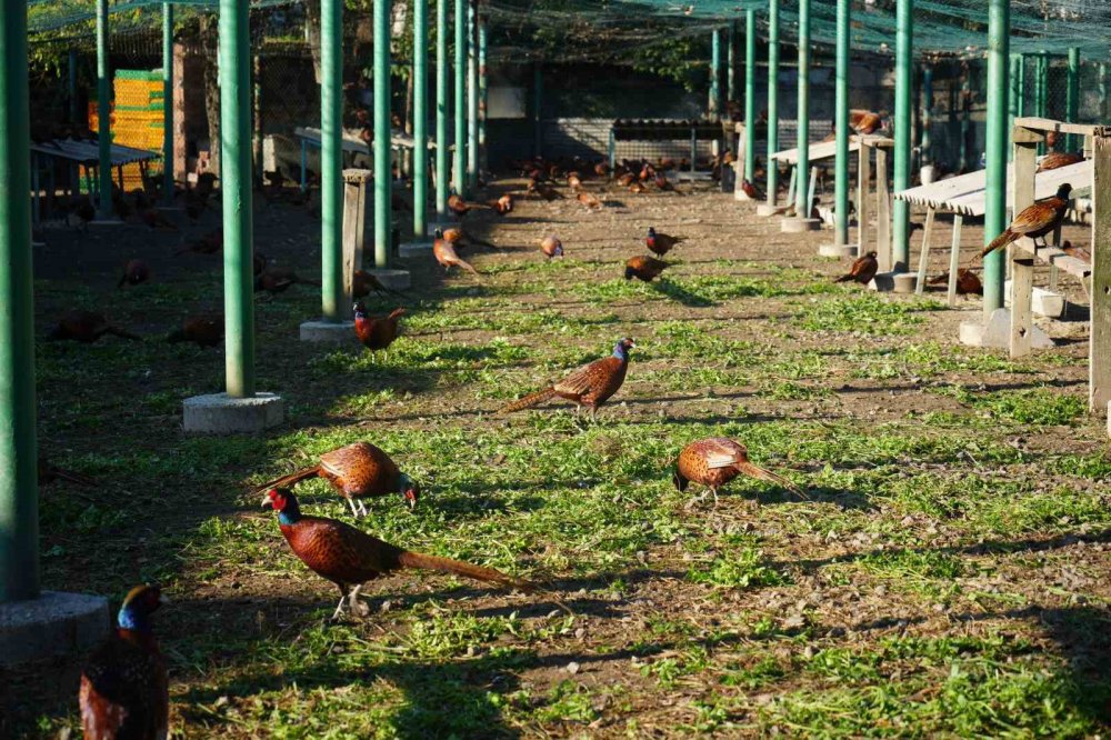 Kahverengi Kokarca Savaşçıları: 2025’te 3 Bin Sülün Doğaya Salındı