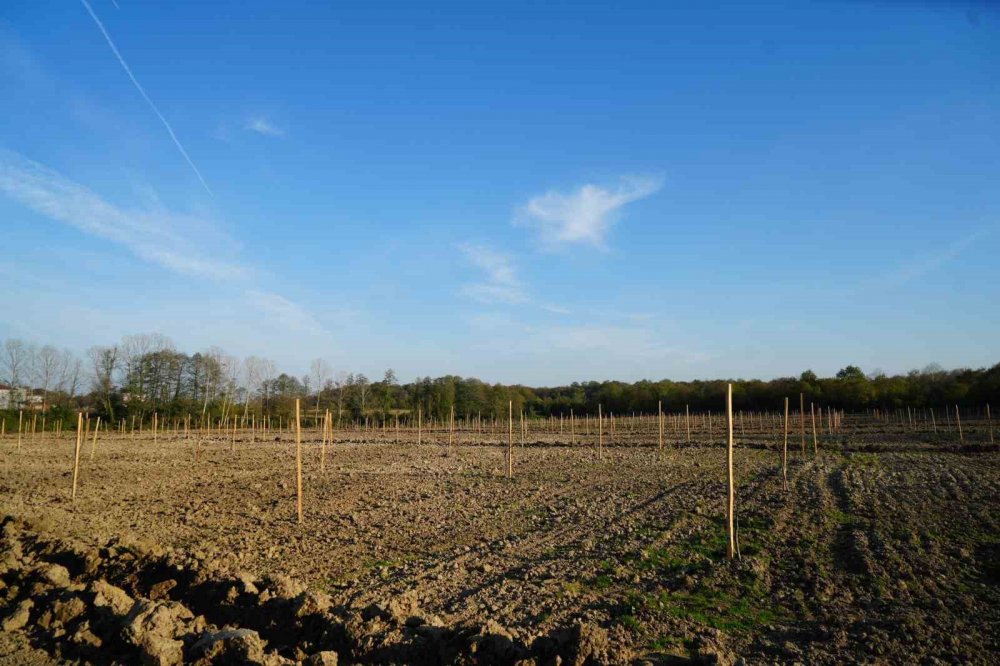 Karadeniz’in En Büyük İncir Projesi: 50 Milyon Tl Gelir Kız Çocuklarına Verilecek