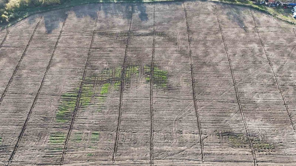 Karadeniz’in En Büyük İncir Projesi: 50 Milyon Tl Gelir Kız Çocuklarına Verilecek