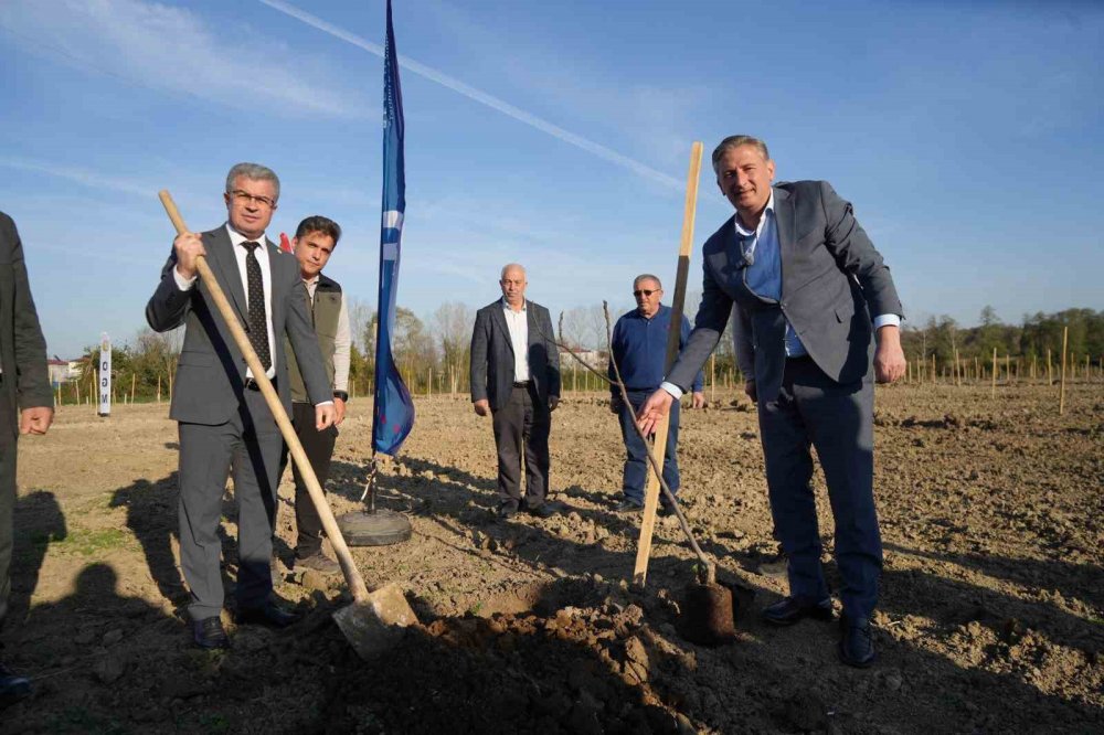 Karadeniz’in En Büyük İncir Projesi: 50 Milyon Tl Gelir Kız Çocuklarına Verilecek