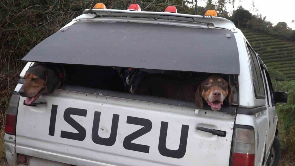 Doğu Karadeniz’de Ayı Popülasyonu Artınca Çiftçiler Av İzni Talep Etmeye Başladı