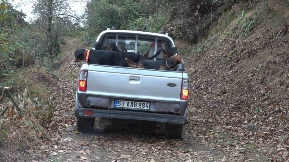 Doğu Karadeniz’de Ayı Popülasyonu Artınca Çiftçiler Av İzni Talep Etmeye Başladı