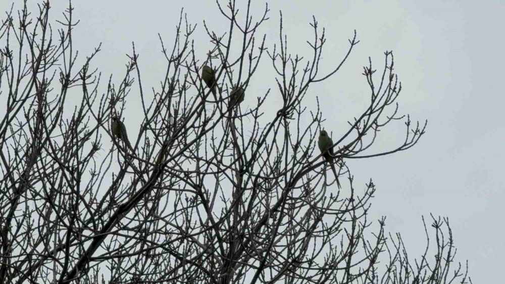 Pakistan Papağanları Adliye Bahçesini Mesken Tuttu