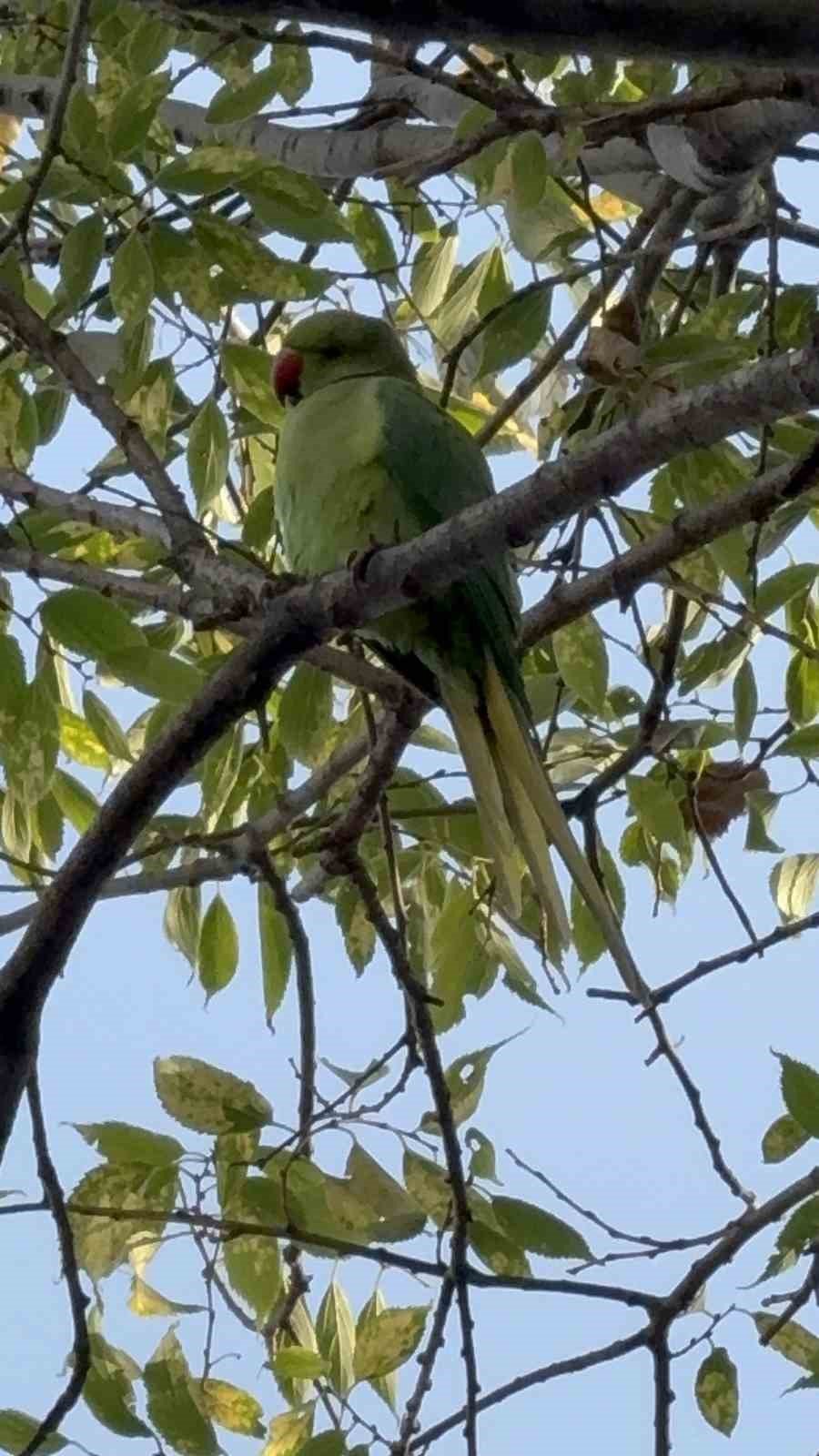 Pakistan Papağanları Adliye Bahçesini Mesken Tuttu