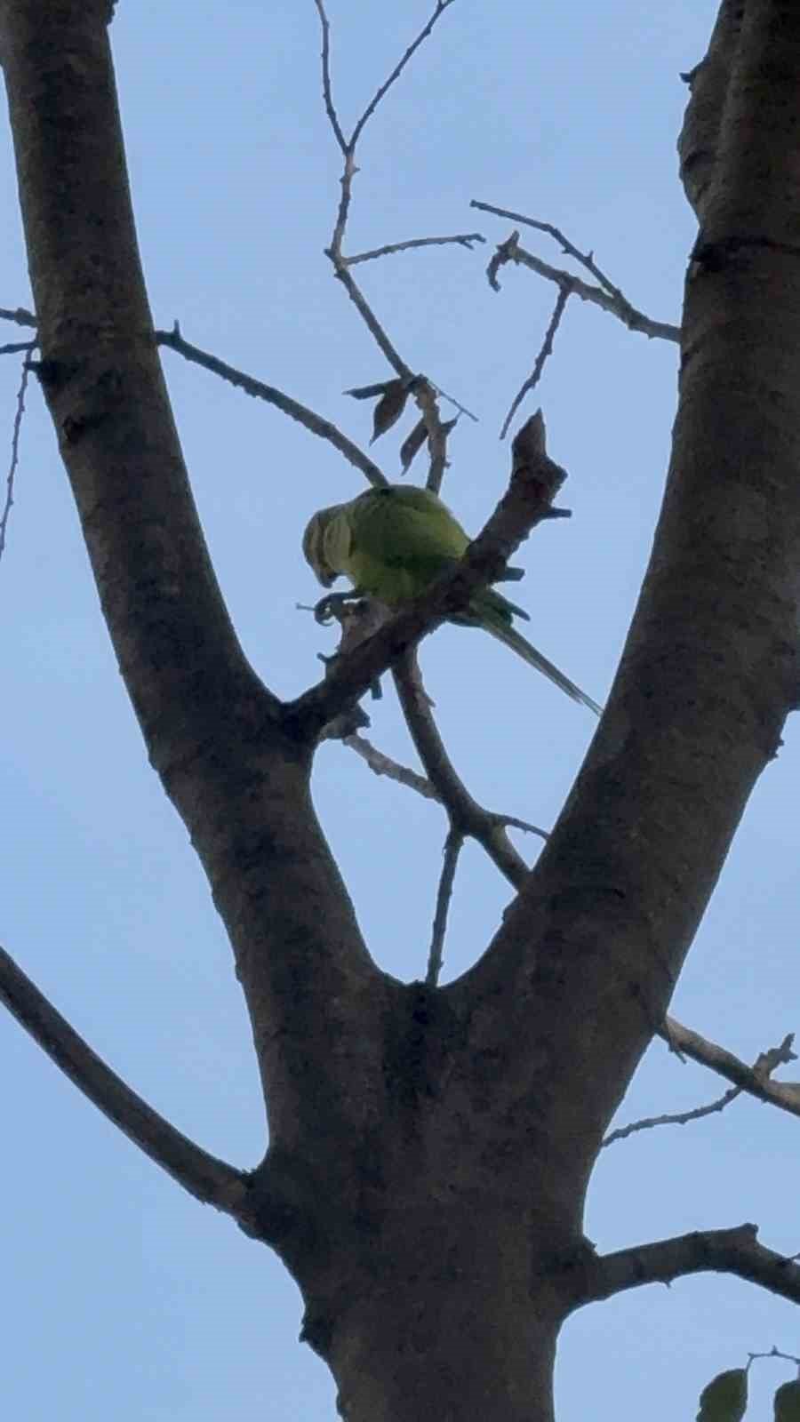 Pakistan Papağanları Adliye Bahçesini Mesken Tuttu