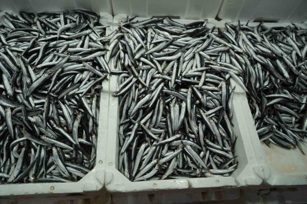 Hamsi Yeniden 200 TL’ye Yükseldi: Sezondaki Bolluk Yerini Azalmaya Bıraktı