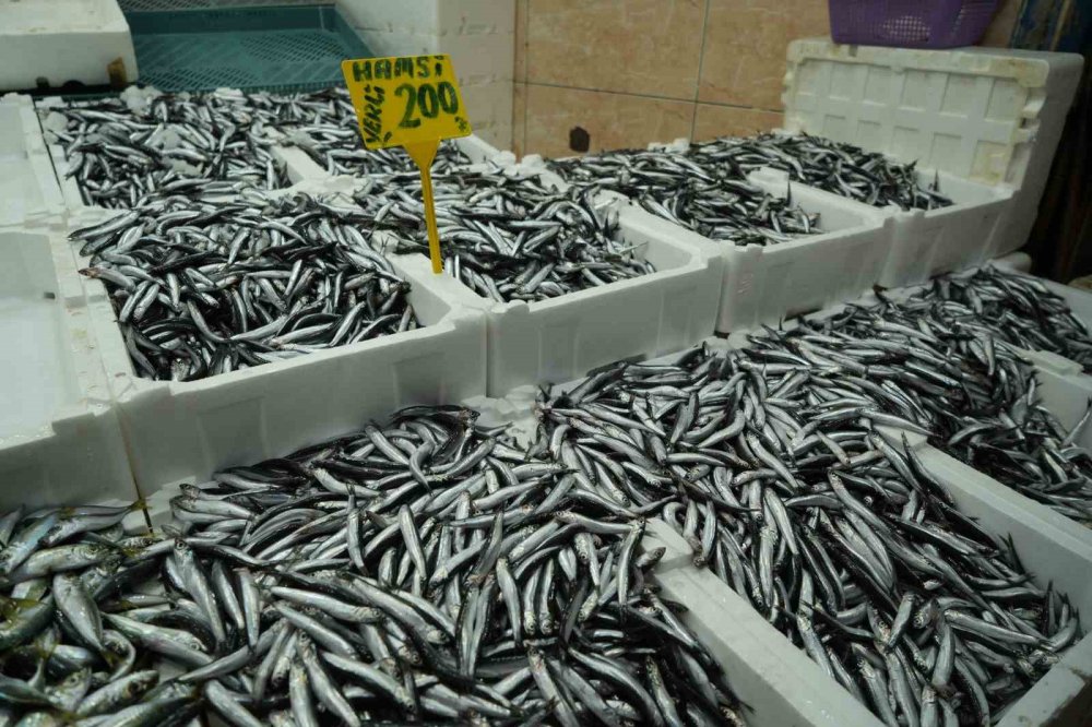 Hamsi Yeniden 200 TL’ye Yükseldi: Sezondaki Bolluk Yerini Azalmaya Bıraktı