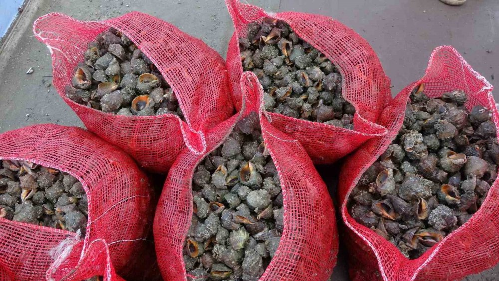 Karadeniz İçin En Büyük İki Tehdit: "deniz Salyangozu Ve Taraklı Medüz"