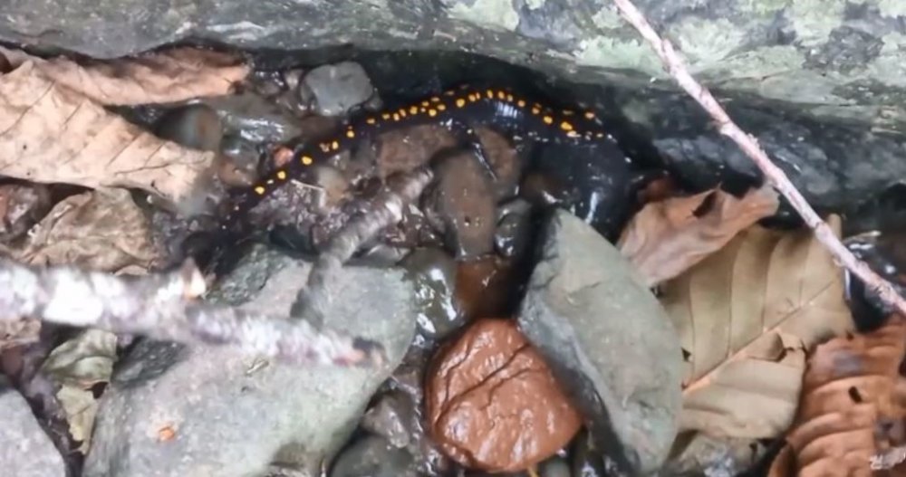 ARTVİN'İN ŞAVŞAT İLÇESİNDE KORUMA ALTINDAKİ OLAN KAFKAS SEMENDERİ GÖRÜNTÜLENDİ