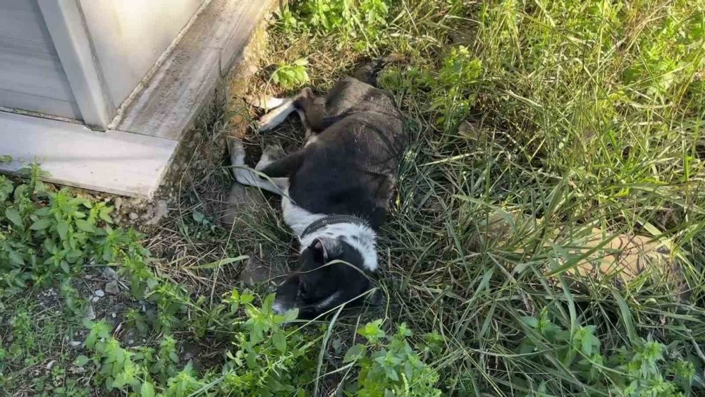 Köpeğin Vefası: Sahibinin Mezarından Ayrılmayan Köpek Duygulandırdı