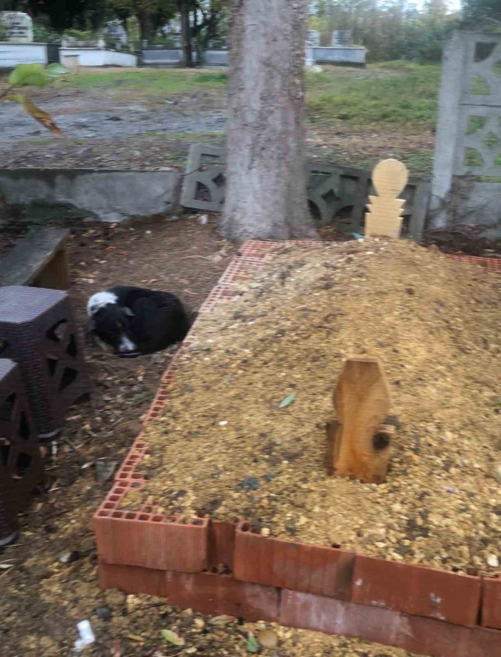 Köpeğin Vefası: Sahibinin Mezarından Ayrılmayan Köpek Duygulandırdı
