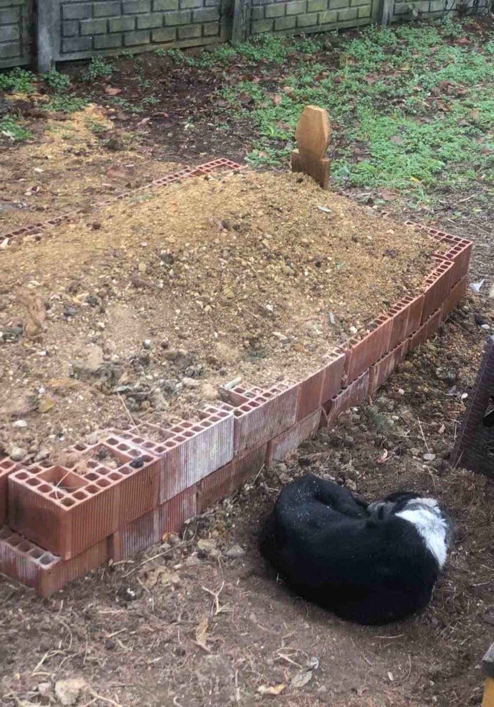 Köpeğin Vefası: Sahibinin Mezarından Ayrılmayan Köpek Duygulandırdı