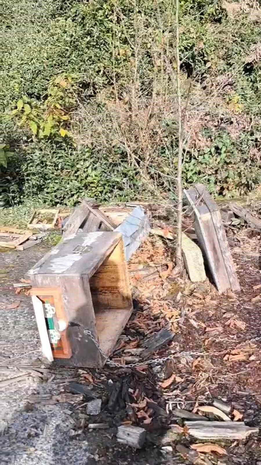 Rize’de Ayı Saldırısı: Kovanları Zarar Gören Üretici Tepki Gösterdi