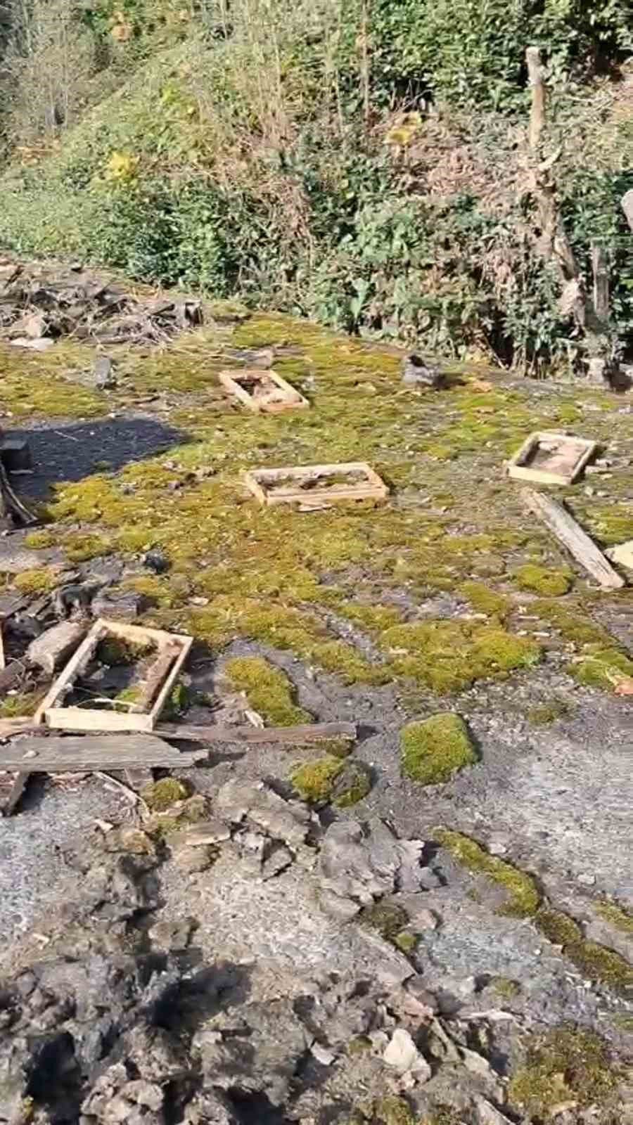 Rize’de Ayı Saldırısı: Kovanları Zarar Gören Üretici Tepki Gösterdi